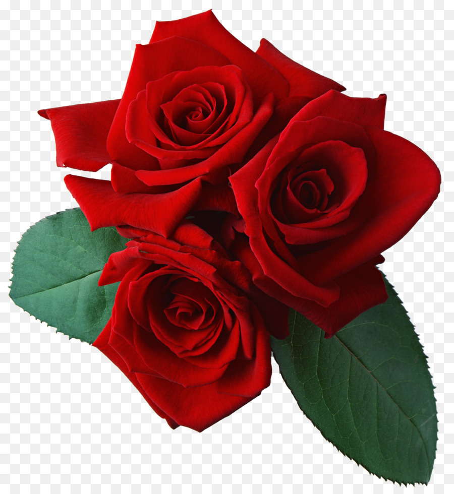 Rose Clip art - Red Rose Transparent Background png download - 2094*2280 - Free Transparent Rose png Download.