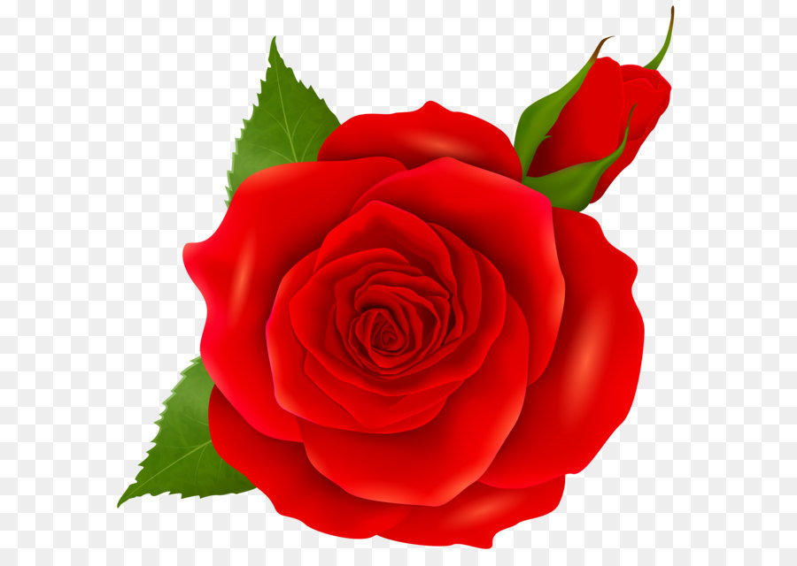 Rose Pink Clip art - Red Rose and Bud Transparent PNG Clip Art png download - 8000*7724 - Free Transparent Centifolia Roses png Download.