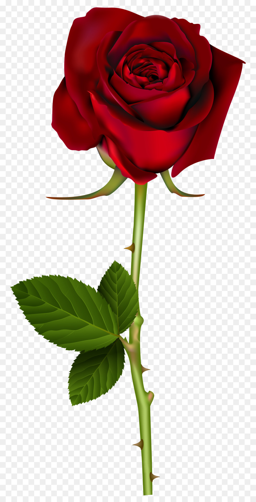 Blue rose Flower Clip art - rose png download - 4127*8000 - Free Transparent Rose png Download.