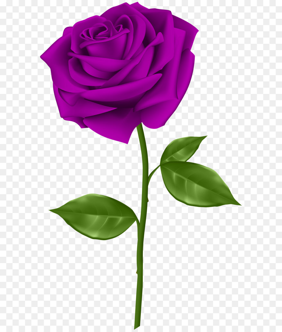 Blue rose Flower Clip art - Purple Rose Transparent PNG Clip Art png download - 3689*6000 - Free Transparent Rose png Download.
