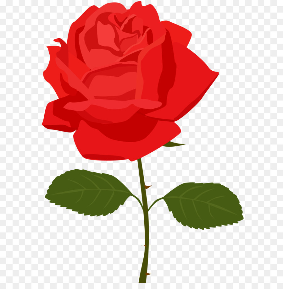 Rose Flower Clip art - Transparent Red Rose PNG Picture png download - 1950*2707 - Free Transparent Rose png Download.