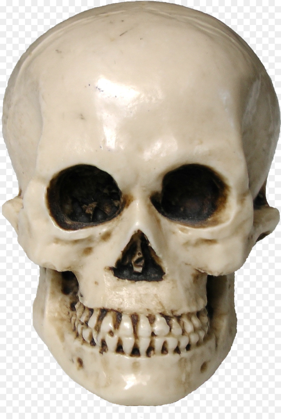 Skull Human skeleton Drawing - skull png download - 1500*2225 - Free Transparent Skull png Download.