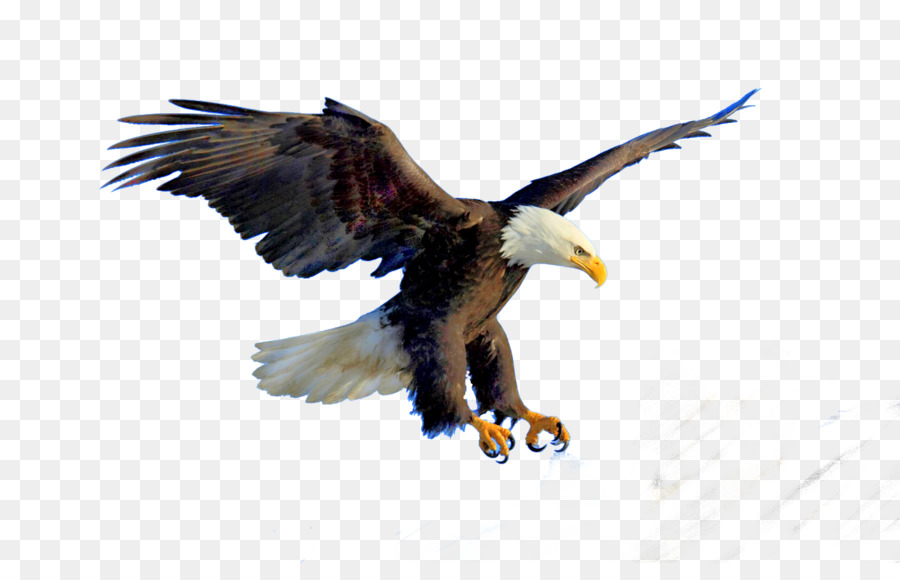 Bald Eagle Bird Clip art - eagle png download - 1500*938 - Free Transparent Bald Eagle png Download.