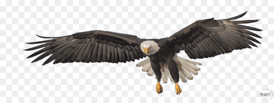 Bald eagle Portable Network Graphics Bird Transparency - bird png download - 960*355 - Free Transparent Bald Eagle png Download.