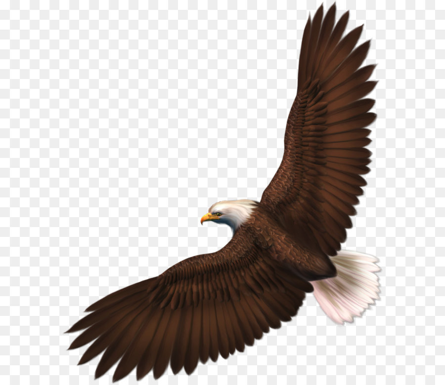 Bald Eagle Clip art - Eagle PNG image with transparency, free download png download - 1001*1200 - Free Transparent Bald Eagle png Download.