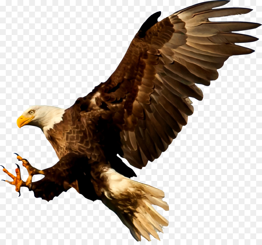 Bald Eagle Bird Silhouette - american eagle png download - 2400*2208 - Free Transparent Bald Eagle png Download.