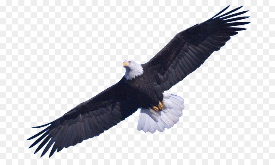 Bald Eagle Clip art - eagle png download - 768*535 - Free Transparent Bald Eagle png Download.