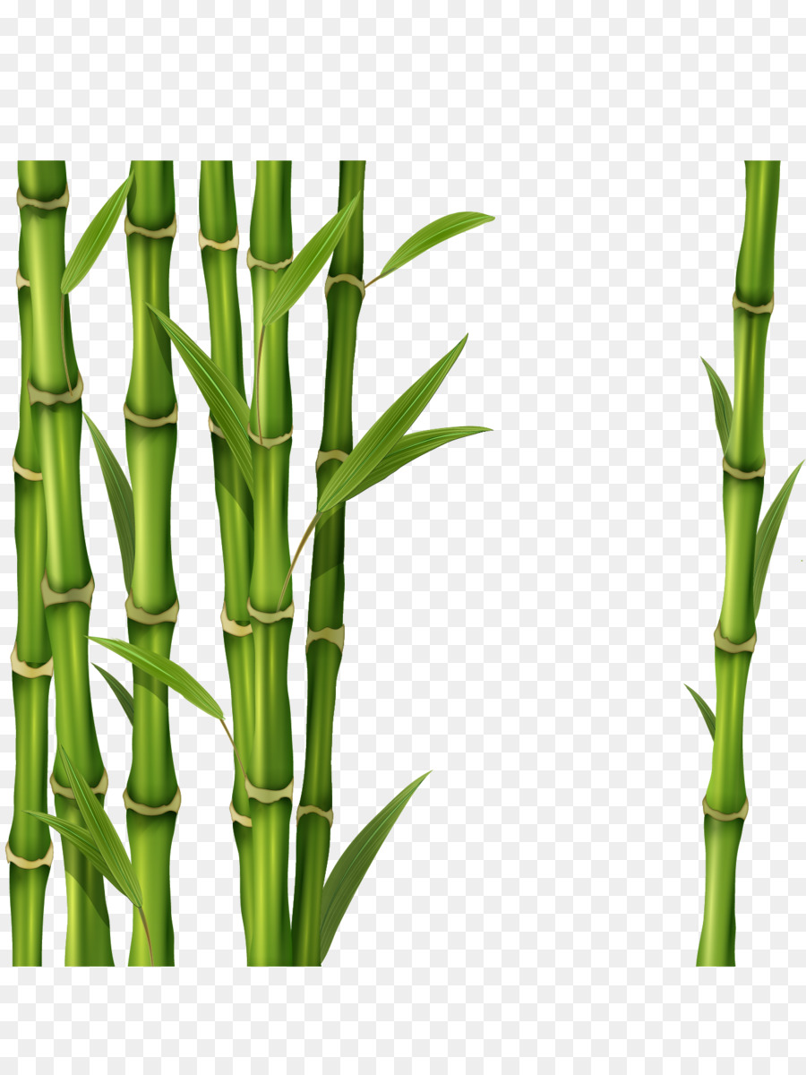 Bamboo Clip art - bamboo png download - 1361*1797 - Free Transparent Bamboo png Download.