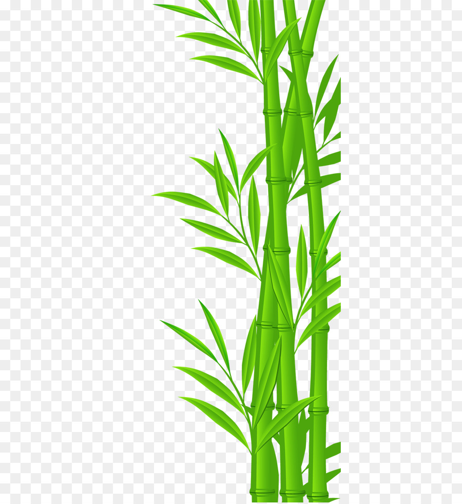 Bamboo Euclidean vector Illustration - bamboo png download - 597*977 - Free Transparent Bamboo png Download.