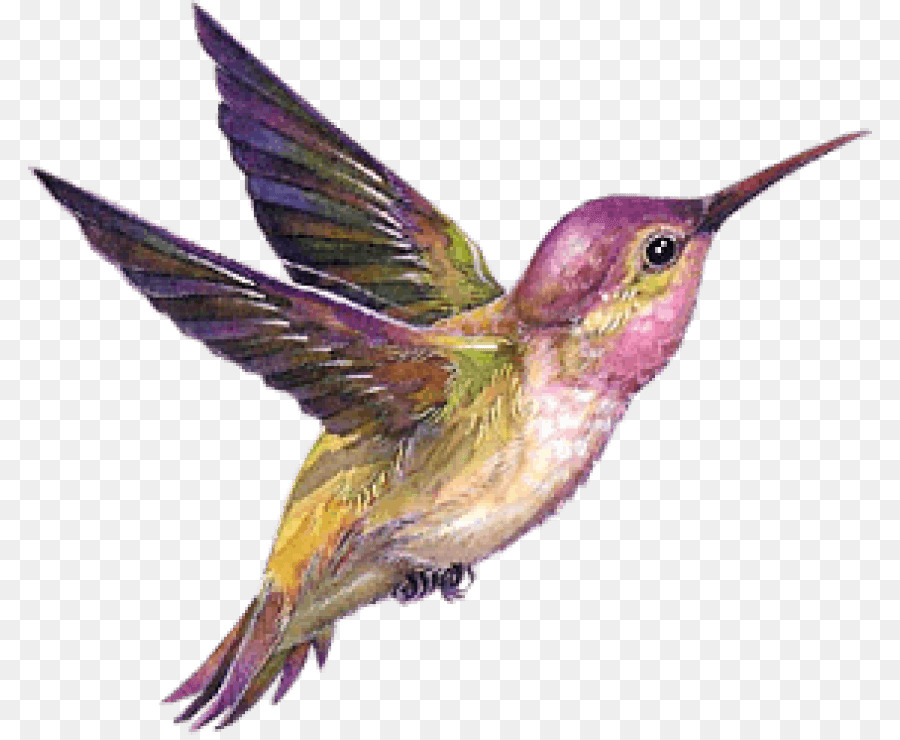 Hummingbird Portable Network Graphics GIF Transparency - Bird png download - 850*735 - Free Transparent Hummingbird png Download.
