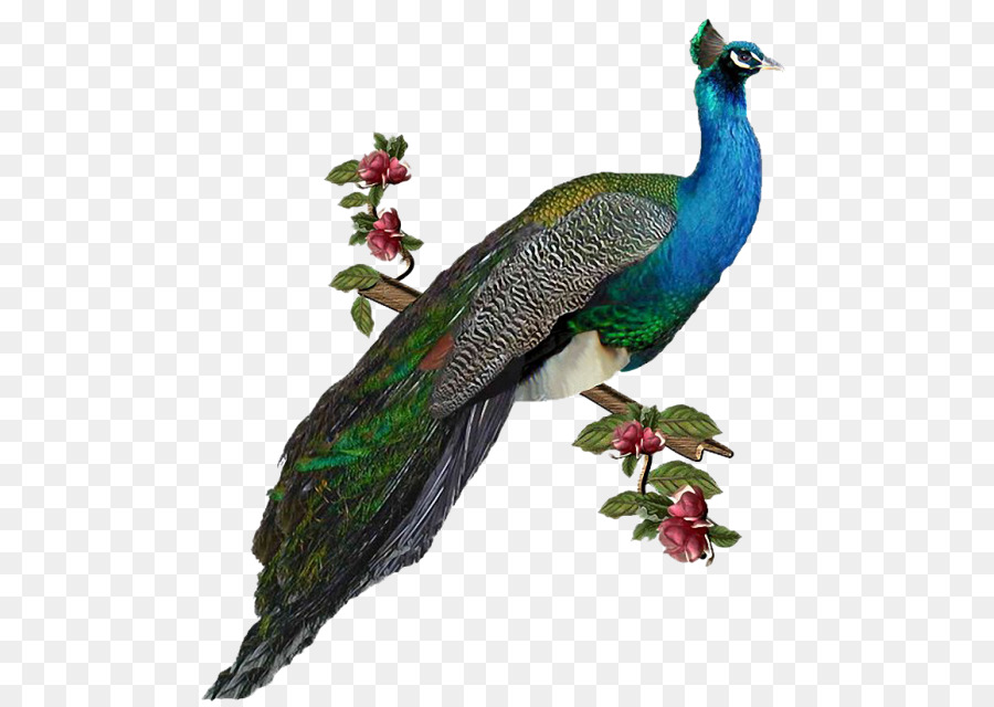 GIF Portable Network Graphics Clip art Peafowl Bird - Bird png download - 543*640 - Free Transparent Peafowl png Download.
