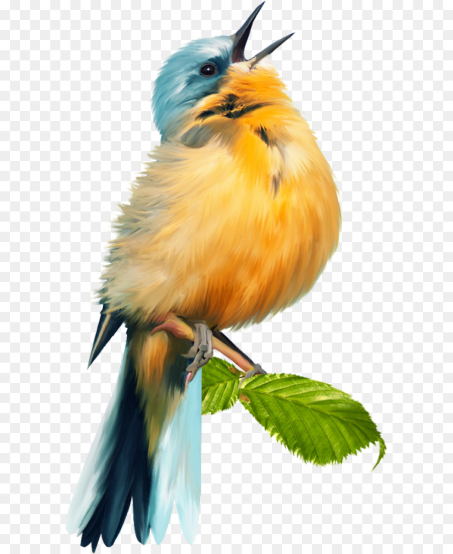 Bird Scrapbooking - Bird png download - 641*1100 - Free Transparent Bird png Download.