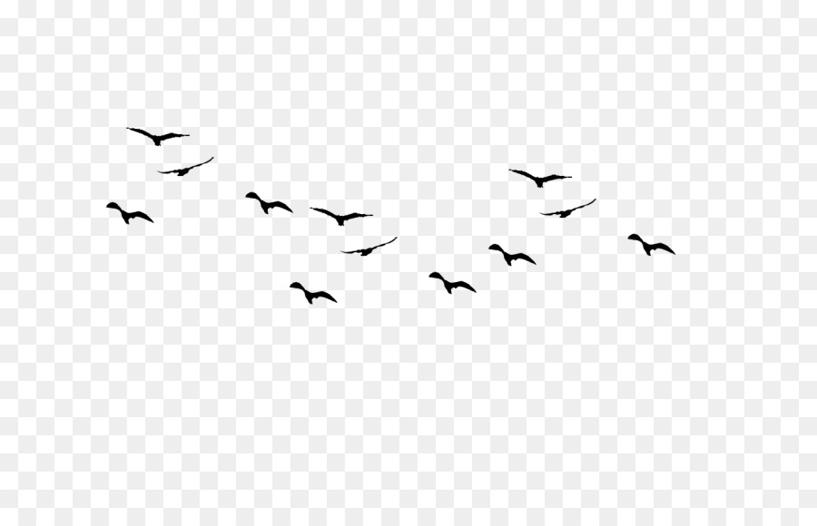 Bird flight Gulls Drawing birds - Bird png download - 768*576 - Free Transparent Bird png Download.
