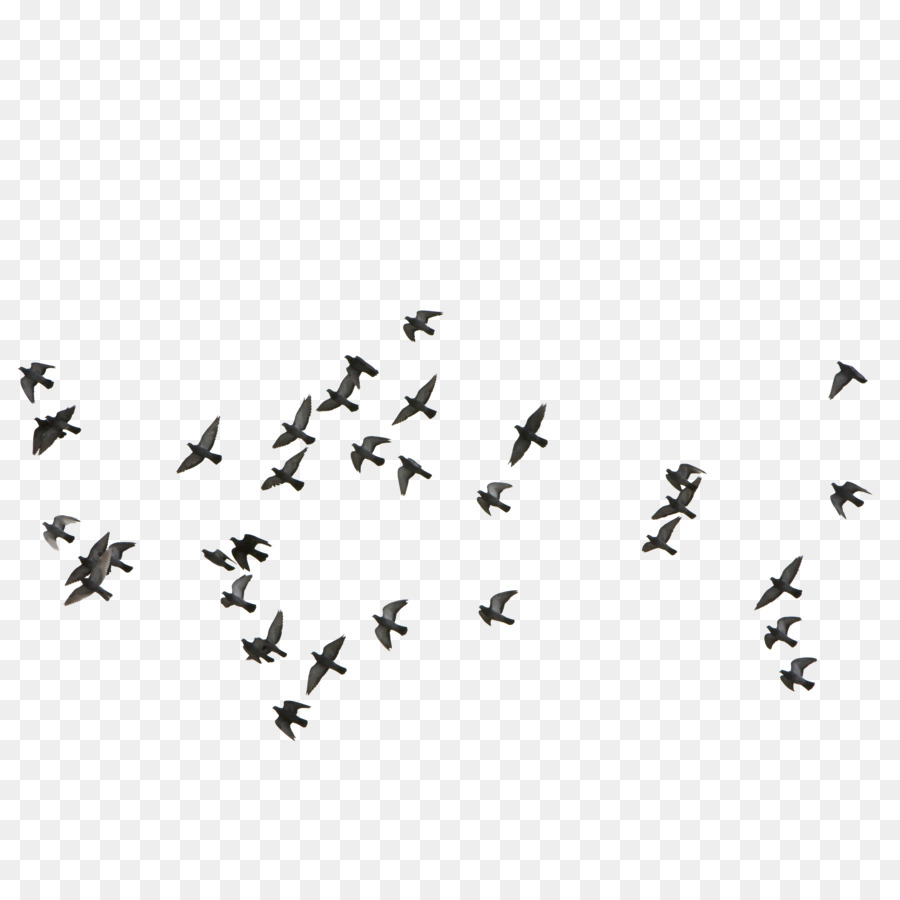 Bird Euclidean vector - Feige,Flocks of birds flying png download - 4000*4000 - Free Transparent Bird png Download.