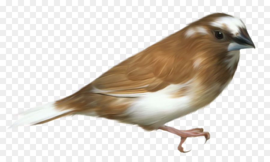 Bird Penguin Clip art - Transparent Bird Cliparts png download - 1445*867 - Free Transparent Bird png Download.