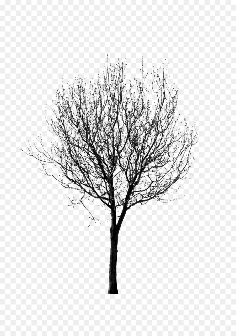 Black and white Twig Tree - Painting Plants,tree,Black and white png download - 2480*3508 - Free Transparent Black And White png Download.