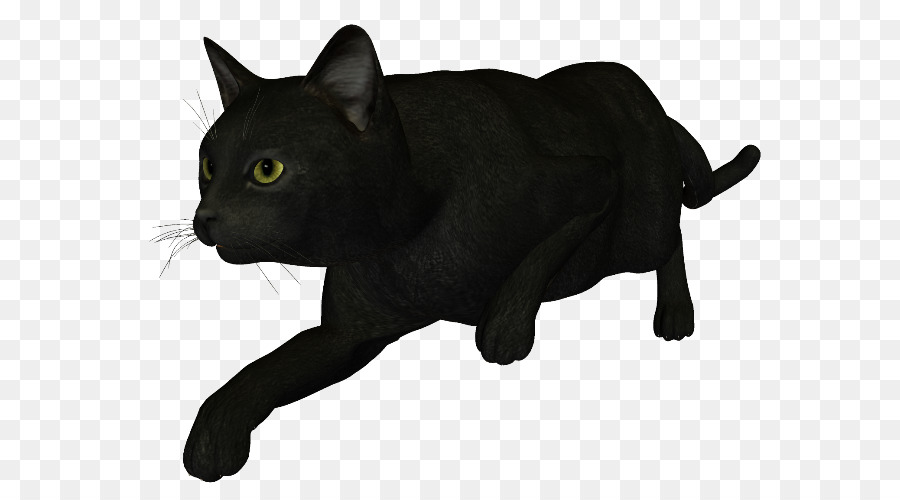 Black cat Bombay cat Korat Chartreux Manx cat - others png download - 650*491 - Free Transparent Black Cat png Download.