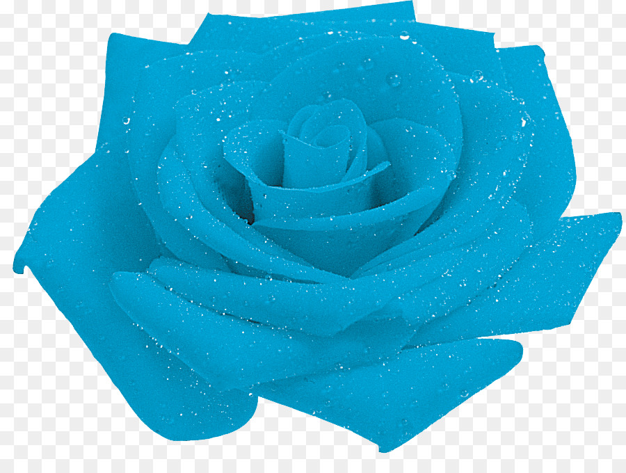 Blue rose Garden roses Petal - rose png download - 890*665 - Free Transparent Blue Rose png Download.