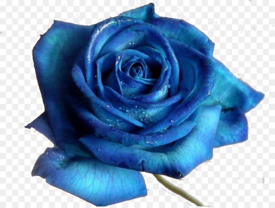 Free Transparent Blue Rose, Download Free Transparent Blue Rose png