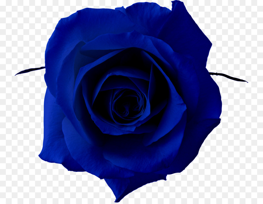 Blue rose Clip art - rose png download - 800*695 - Free Transparent Blue Rose png Download.