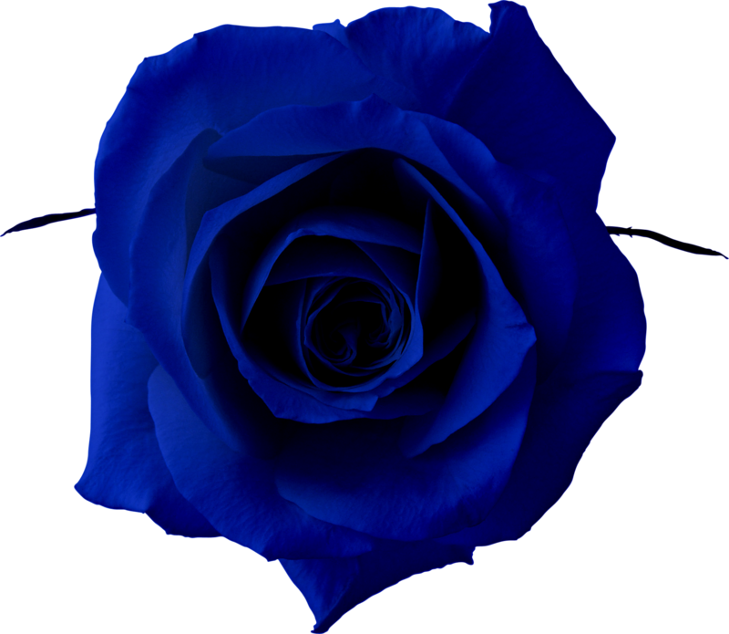 Blue Rose Clip Art Rose Png Download 800695 Free Transparent