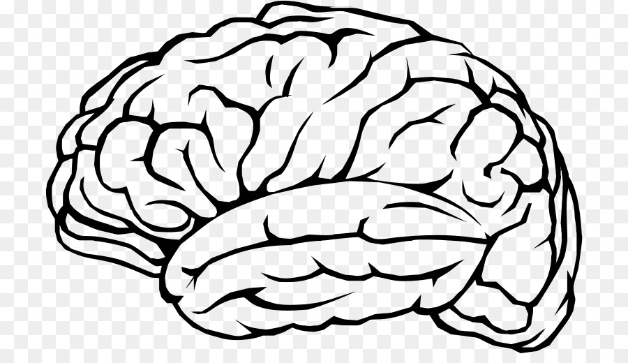 Human brain Cognitive training Neuron Clip art - brains png download - 770*507 - Free Transparent  png Download.