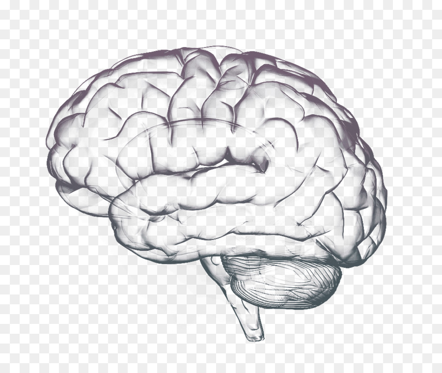 Thought Human brain Cognition Science - others png download - 966*798 - Free Transparent  png Download.