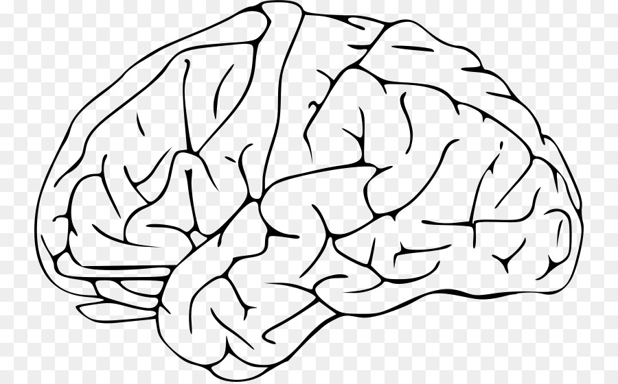 Human brain Clip art - Brain png download - 800*557 - Free Transparent  png Download.