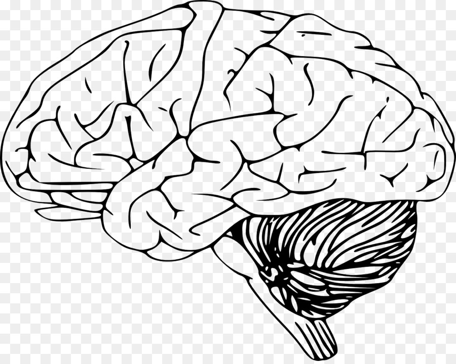 Outline of the human brain Clip art - Brain png download - 1280*1016 - Free Transparent  png Download.