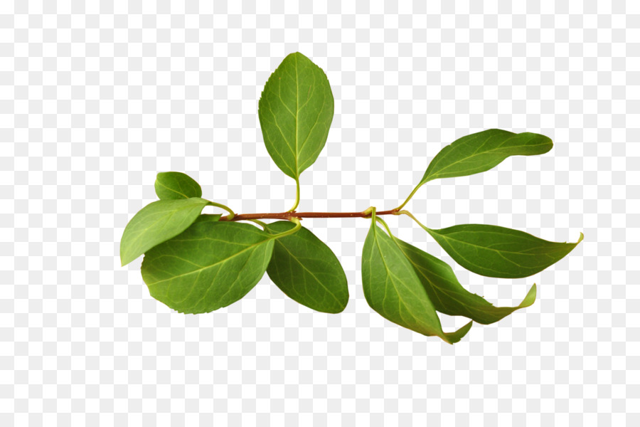 Branch Leaf - Leaves png download - 3216*2136 - Free Transparent Branch png Download.
