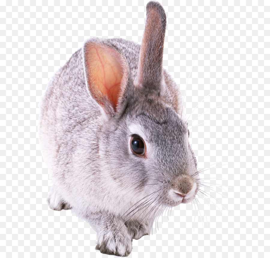 Holland Lop Mini Lop Rabbit - Rabbit PNG image png download - 1897*2504 - Free Transparent Holland Lop png Download.