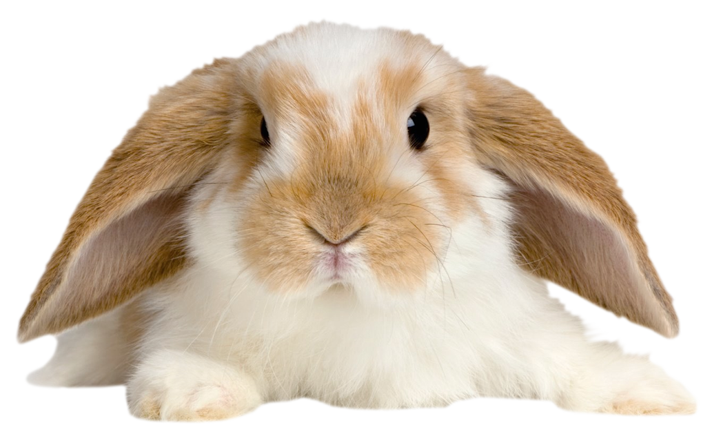 Netherland Dwarf Rabbit Clip Art – Cute of Animals