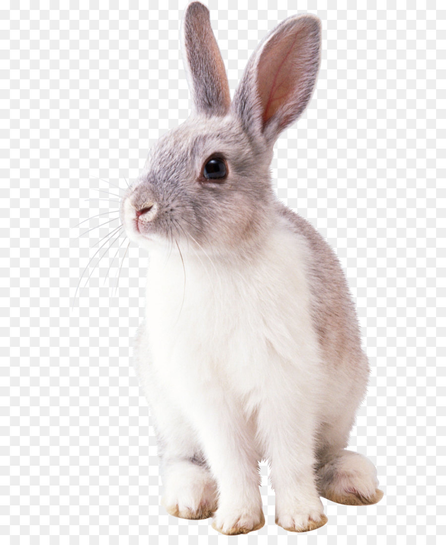 Rabbit Clip art - Rabbit PNG image png download - 1529*2542 - Free Transparent Easter Bunny png Download.