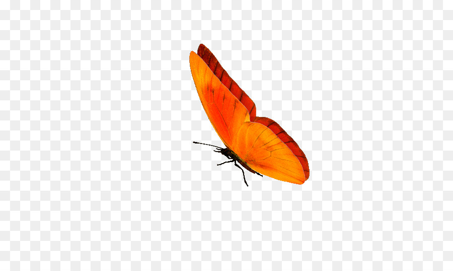 Butterfly GIF Portable Network Graphics Clip art Information - butterfly png download - 500*522 - Free Transparent Butterfly png Download.