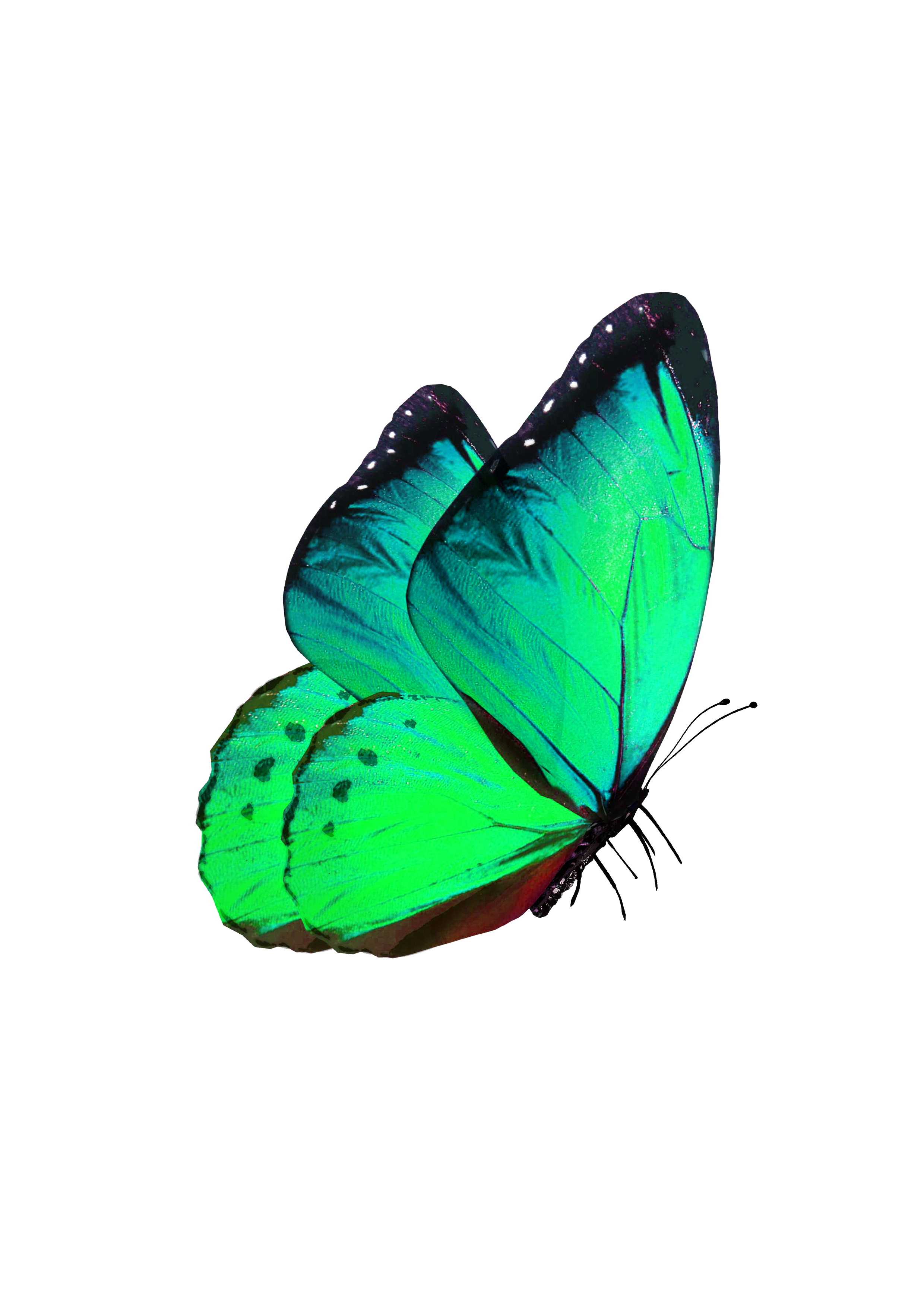 Butterfly Transparency and translucency - Green Butterfly Decorative