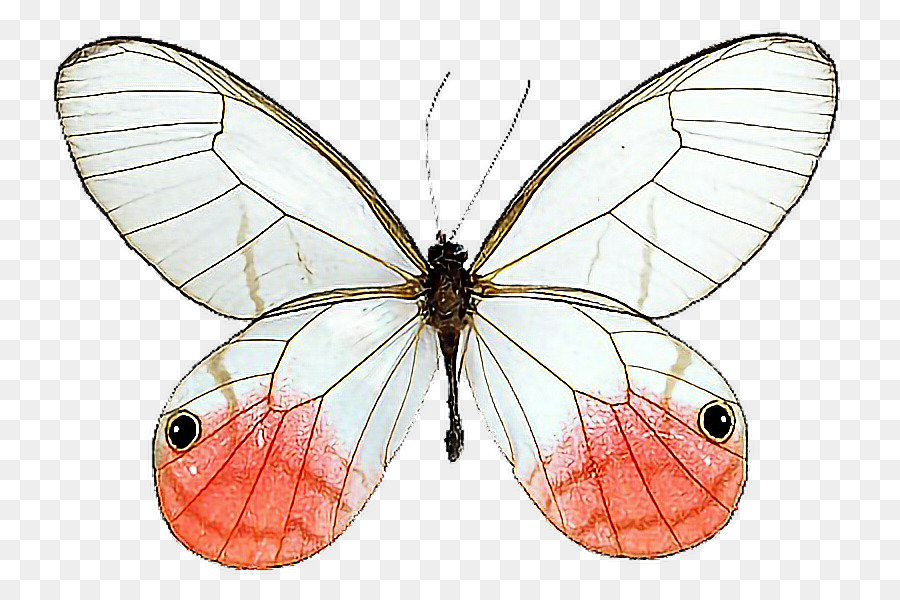 Glasswing butterfly Cithaerias Milkweed butterflies - butterfly png download - 800*588 - Free Transparent Butterfly png Download.