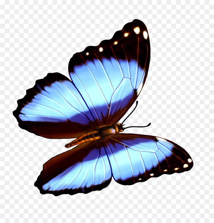 Butterfly Transparency and translucency Wallpaper - butterfly png download - 938*969 - Free Transparent Butterfly png Download.