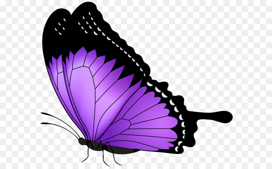 Butterfly Purple Clip art - Purple Butterfly Transparent PNG Clip Art Image png download - 8000*6853 - Free Transparent Butterfly png Download.