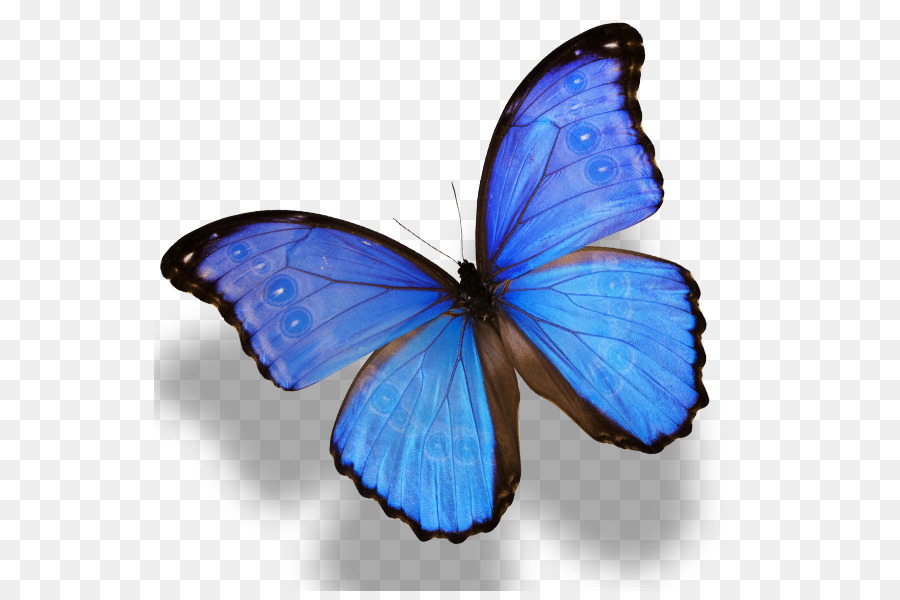 Monarch butterfly Morpho menelaus Morpho amathonte - butterfly png download - 591*591 - Free Transparent Butterfly png Download.