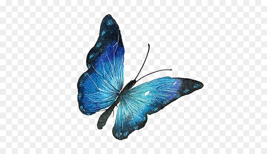 Butterfly Euclidean vector - blue butterfly png download - 500*501 - Free Transparent Butterfly png Download.