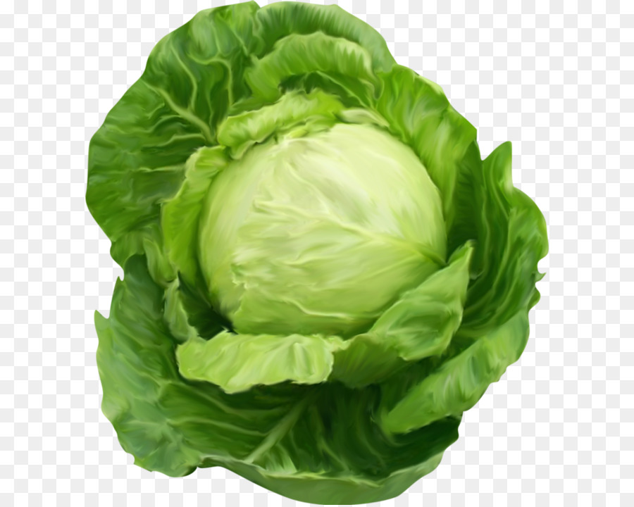 Cabbage Vegetable Clip art - cabbage png download - 658*717 - Free Transparent Cabbage png Download.