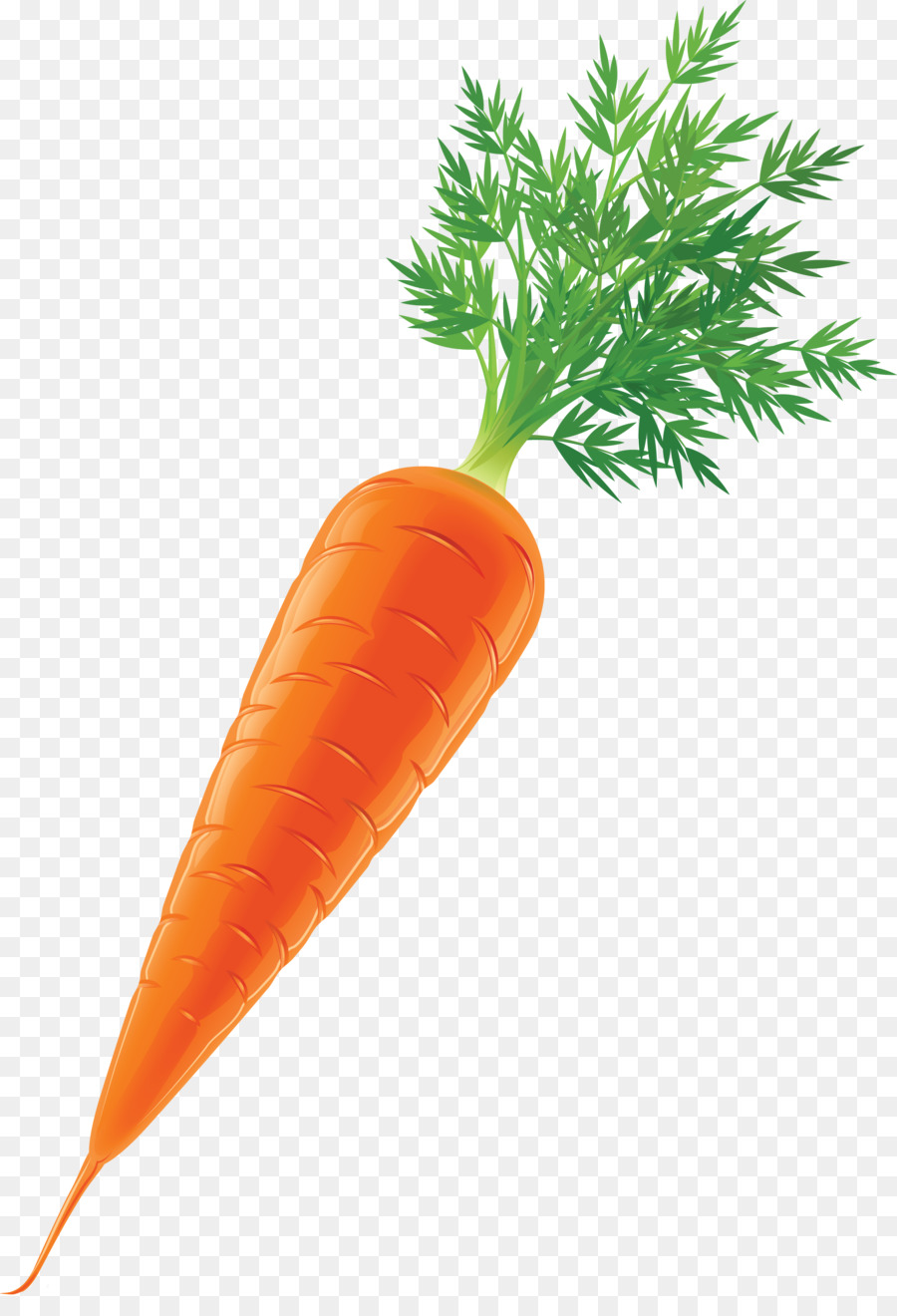 Carrot Vegetable Stock Clip art - carrot png download - 2069*3000 - Free Transparent Carrot png Download.