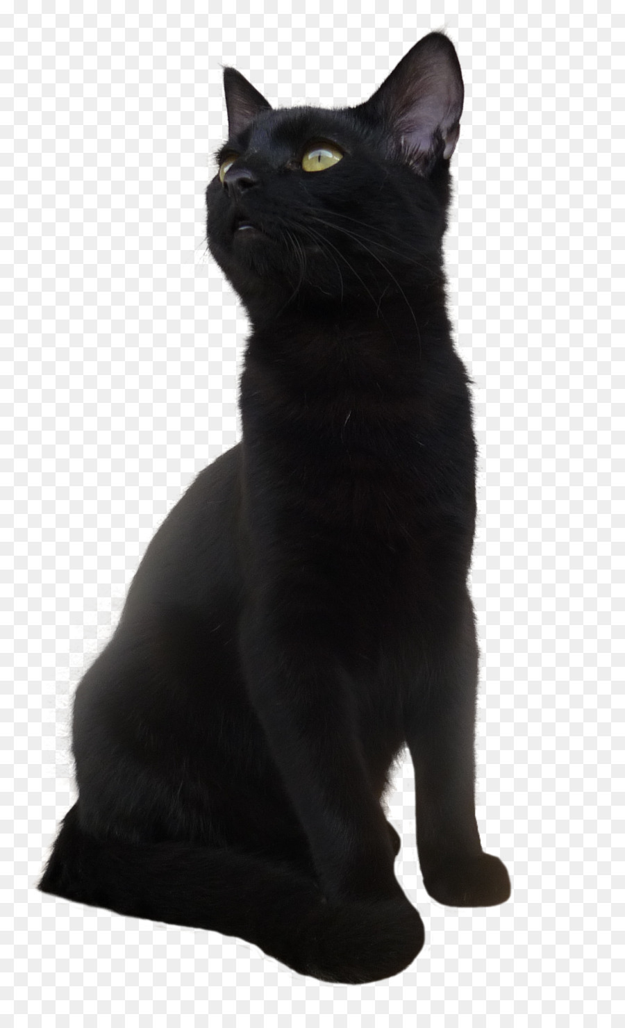 Bombay cat Korat European shorthair Black cat - Black Cat PNG Transparent Picture png download - 1410*2295 - Free Transparent Cat png Download.