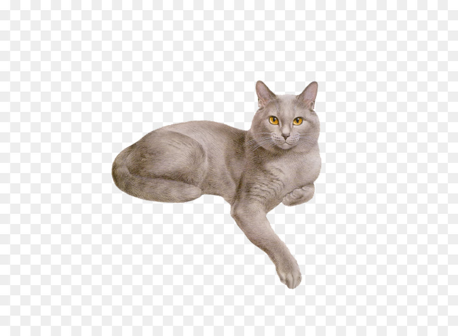 Cat Dog Kitten Animation - Cat png download - 800*800 - Free Transparent Cat png Download.