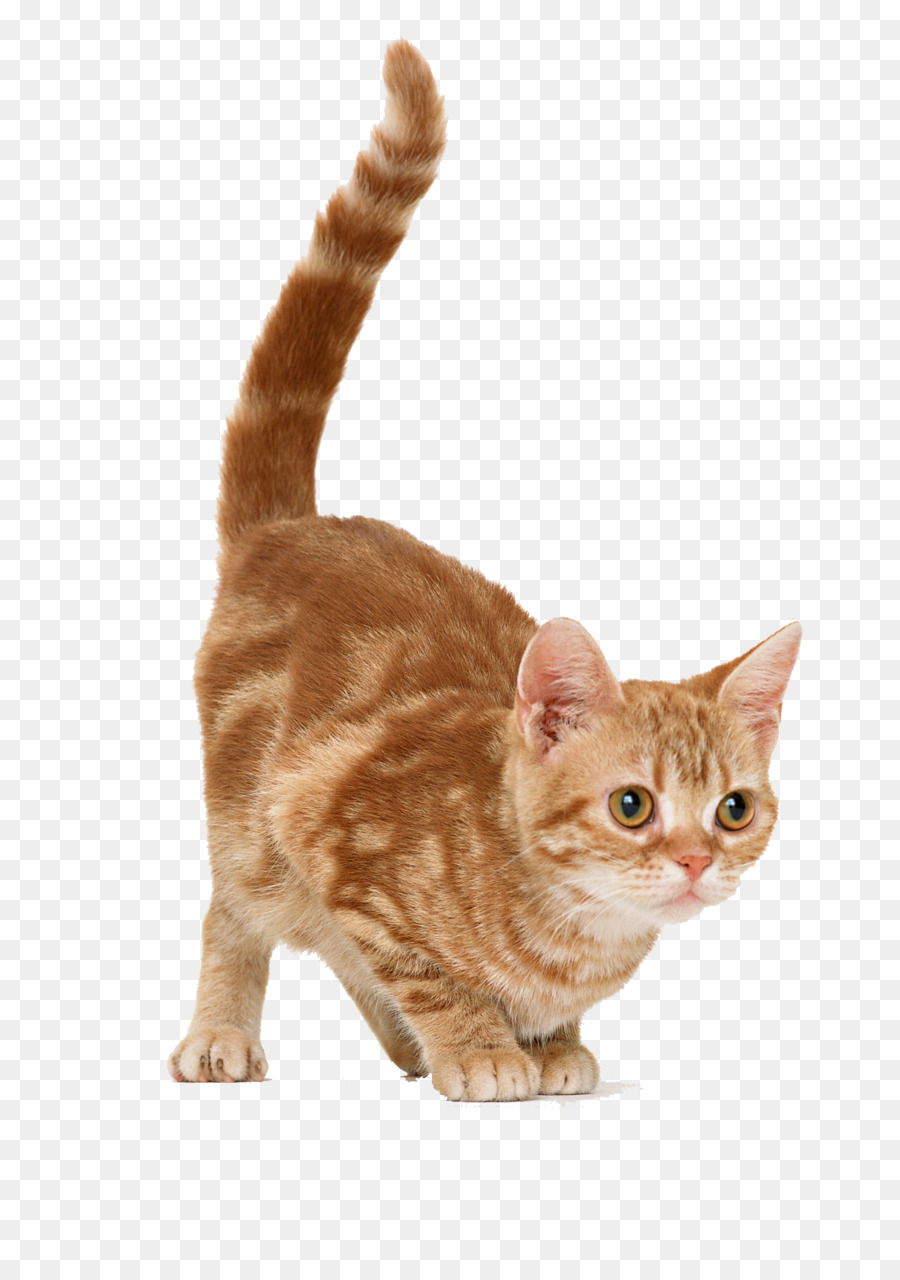 Cat Kitten Mouse Dog - Cat png download - 2094*2950 - Free Transparent Cat png Download.