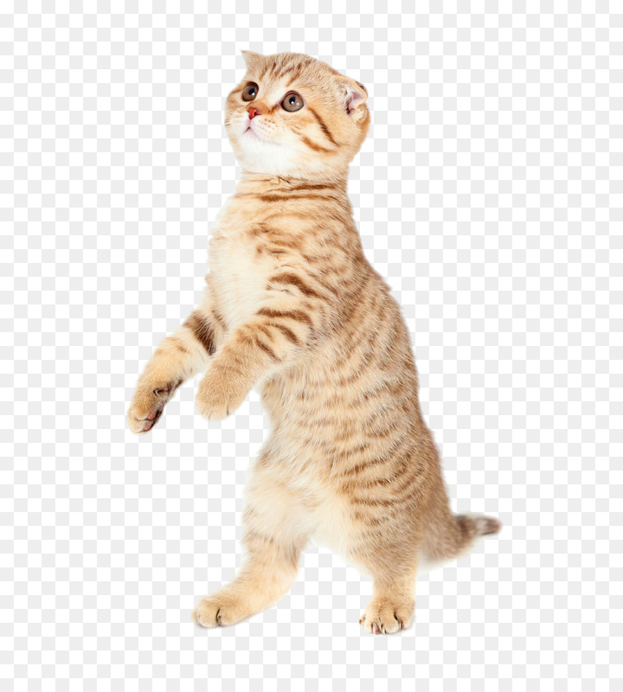 Cat Kitten Dog Puppy Mouse - Standing cat png download - 705*1000 - Free Transparent Cat png Download.