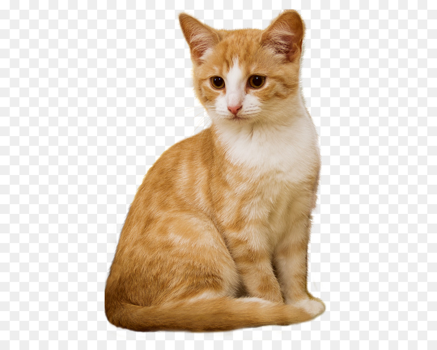 Cat Kitten Dog Pet sitting - Cat png download - 498*720 - Free Transparent Cat png Download.