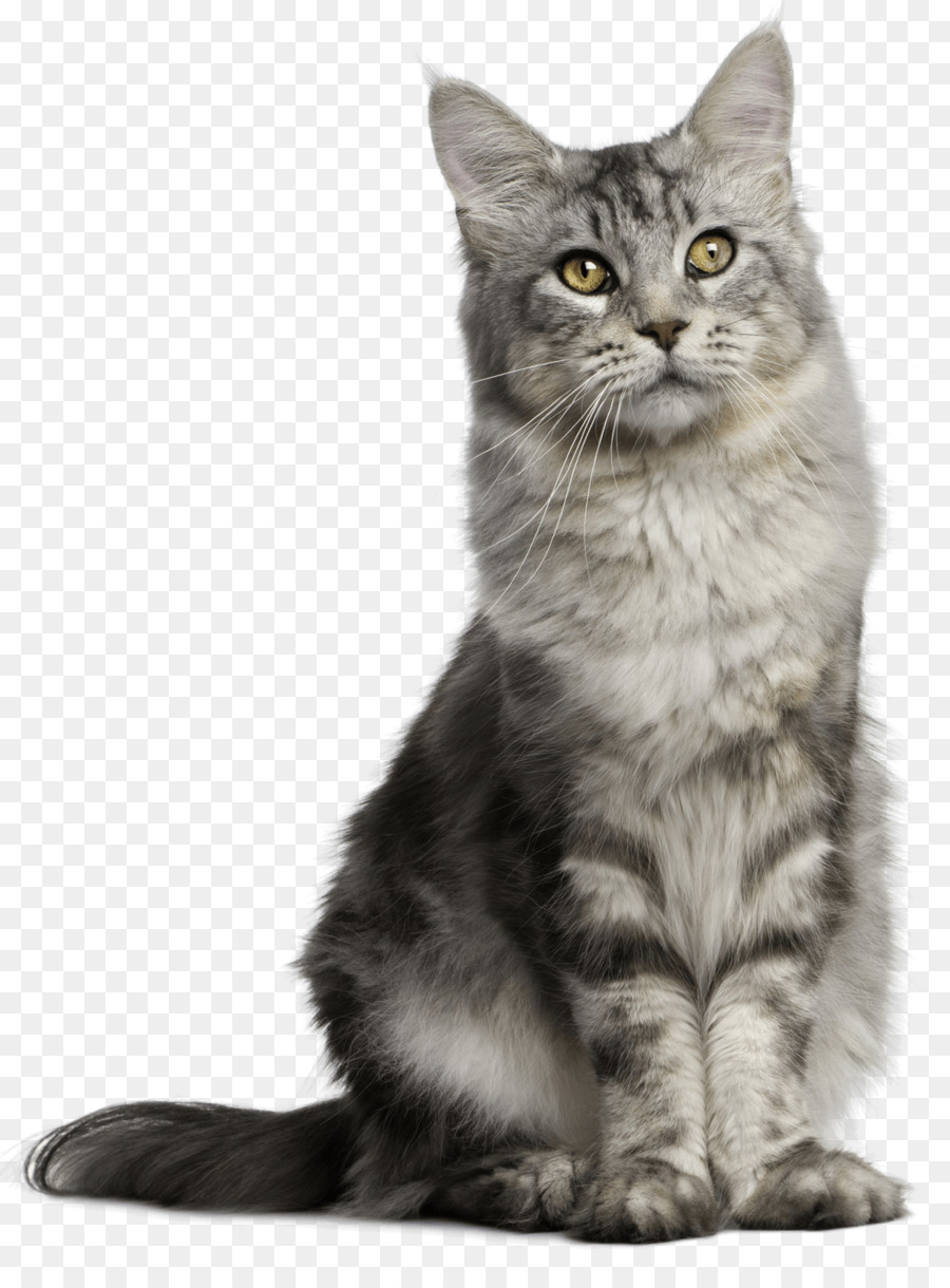 Pet sitting Feral cat Dog - Cat png download - 1195*1600 - Free Transparent Pet Sitting png Download.