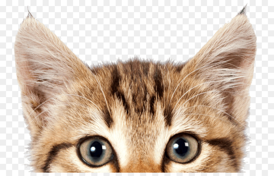 Kitten If Cats Could Talk: The Meaning of Meow Pet sitting Dog - pet dog png download - 965*610 - Free Transparent Kitten png Download.