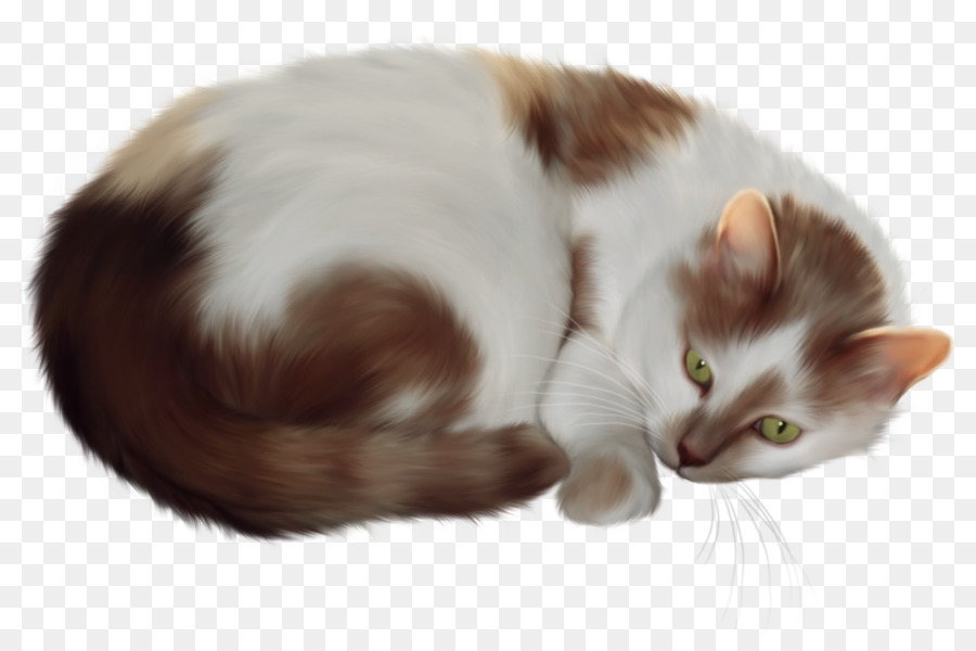 Persian cat Siamese cat Kitten Clip art - cats png download - 1549*1002 - Free Transparent Persian Cat png Download.
